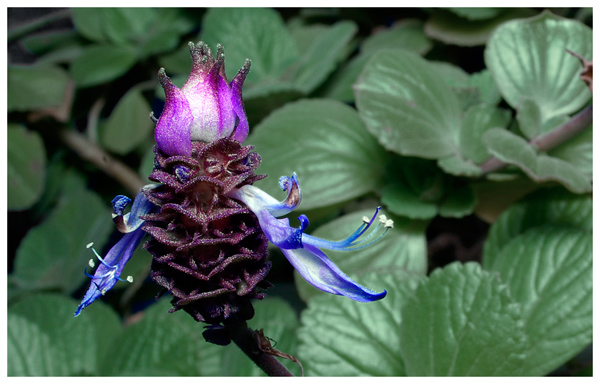 [Image: purple+blue-flower+B-600.jpg]