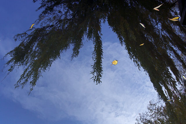 [Image: rd0x8335-01.jpg]