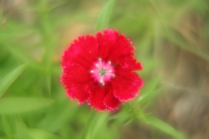 [Image: red%20flower.jpg]