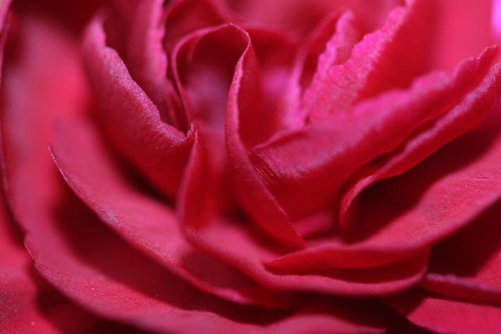 [Image: red%20light.jpg]