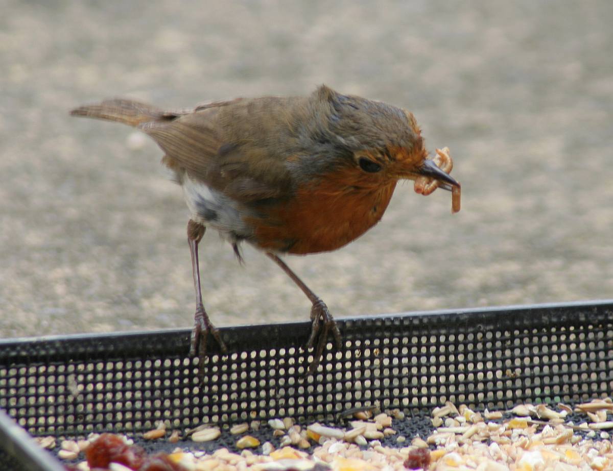 [Image: robin1.jpg]