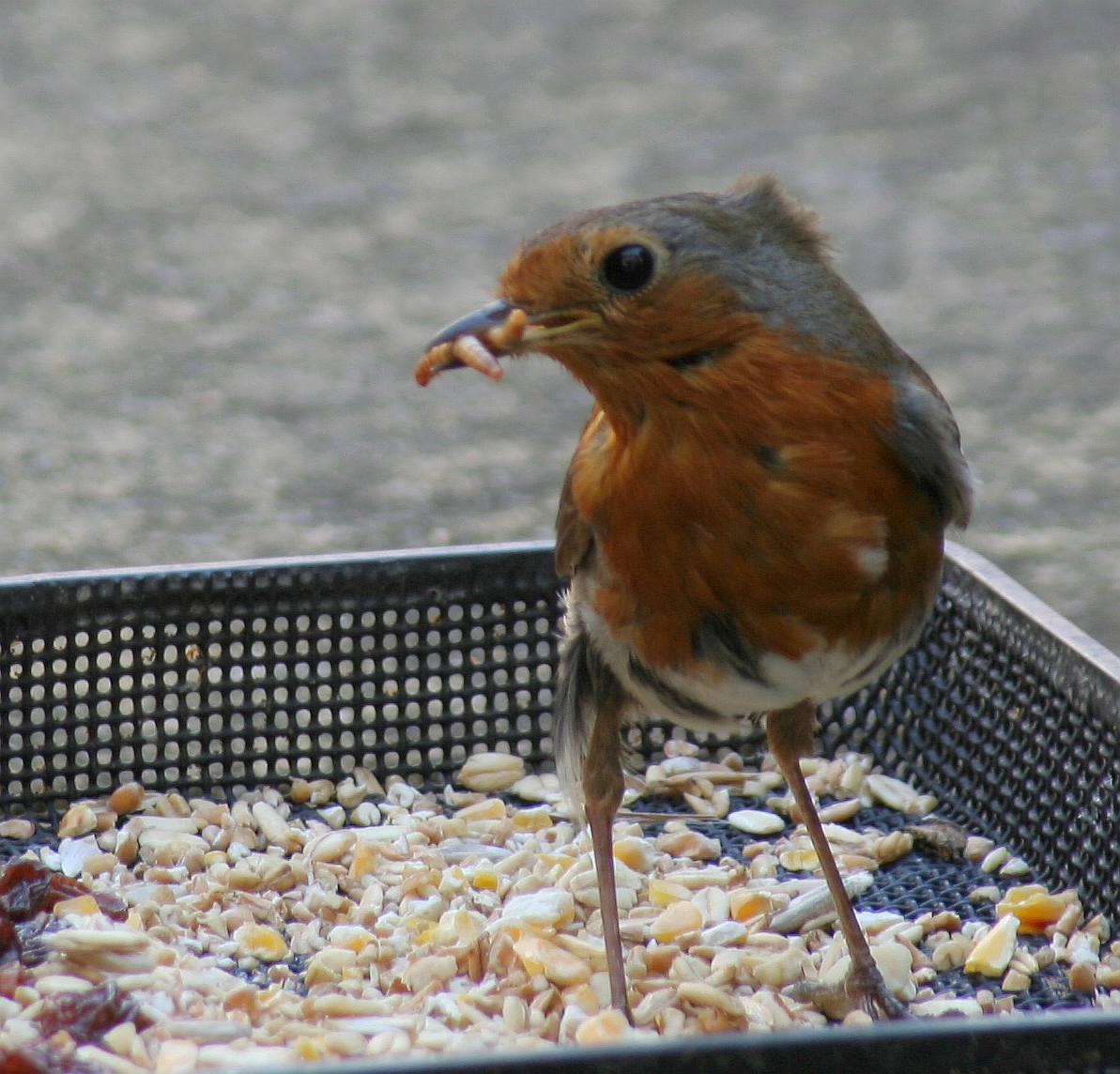 [Image: robin3.jpg]