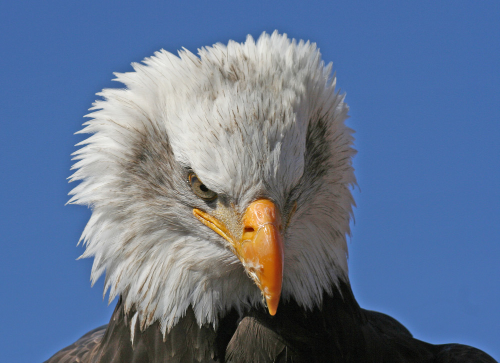 [Image: sea-eagle.jpg]