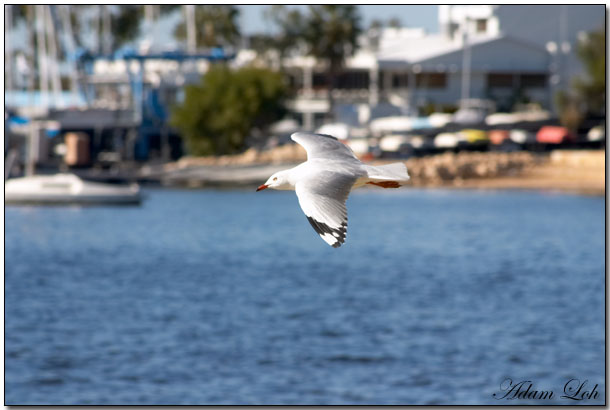 [Image: seagullfly1.jpg]