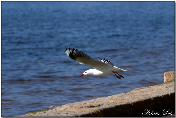 [Image: seagullfly2.jpg]