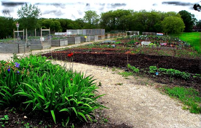 [Image: seniorsgarden2SM.jpg]