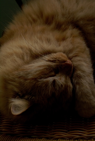 [Image: sleeping-cat-st.jpg]