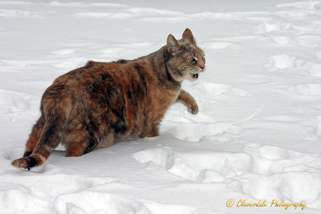 [Image: snow-cat.jpg]