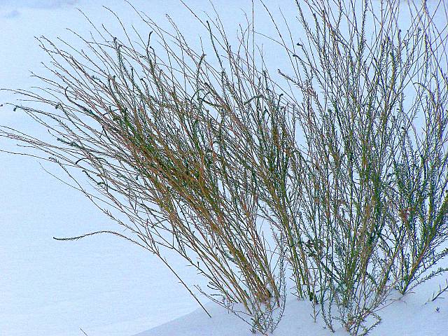 [Image: snowgrassSM.jpg]