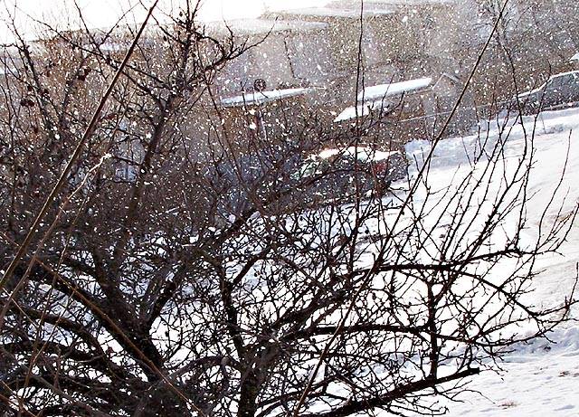 [Image: snowshowerSM.jpg]