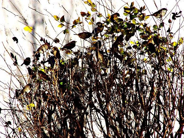 [Image: songbirdbushSM.jpg]