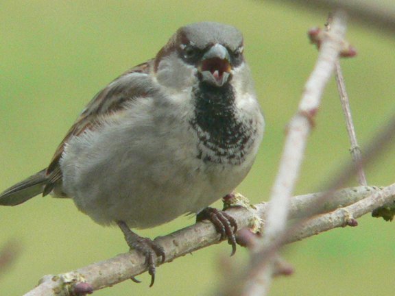 [Image: sparrow.jpg]