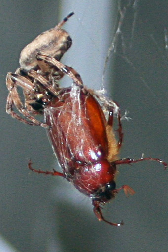 [Image: spider%20beetle.jpg]