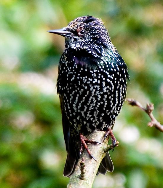 [Image: starling513.jpg]