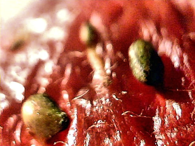 [Image: strawberry3.jpg]