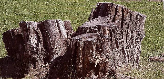 [Image: stump2SM.jpg]