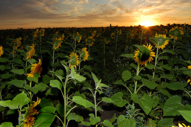 [Image: sunflower5SM.jpg]