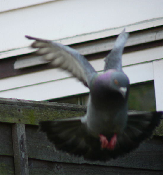 [Image: swallow%20d.jpg]
