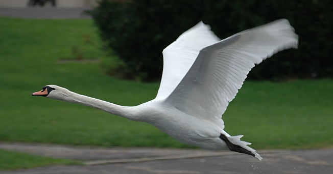 [Image: swan-flying-3-small2.jpg]