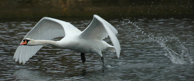 [Image: swan-flying-7-small2.jpg]