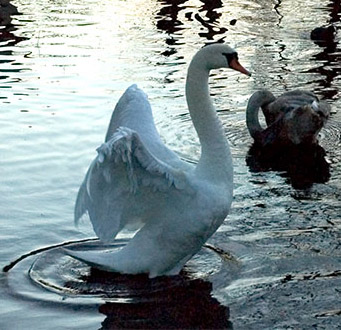 [Image: swan.jpg]