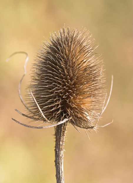 [Image: teaselRSE-1web.jpg]