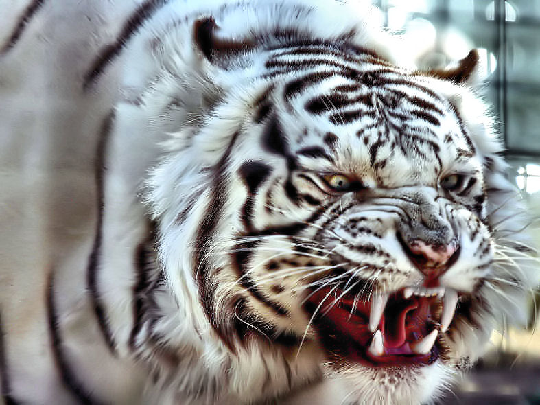 [Image: tiger%20angry_filtered.jpg]