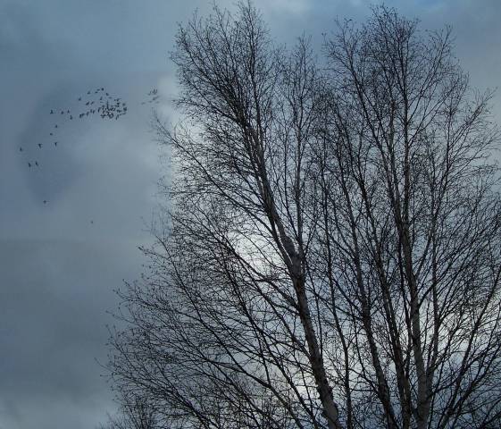 [Image: treeflockbirdsSM.jpg]
