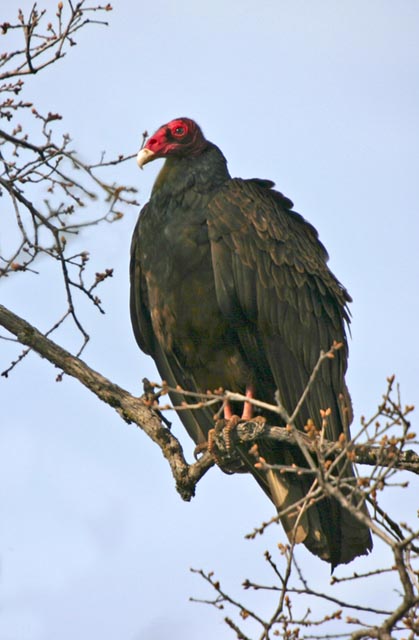 [Image: turkey%20vulture-small.jpg]