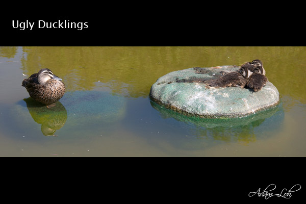 [Image: ugly%20ducklings.jpg]