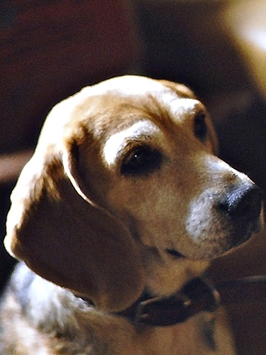 [Image: velvet-3.jpg]