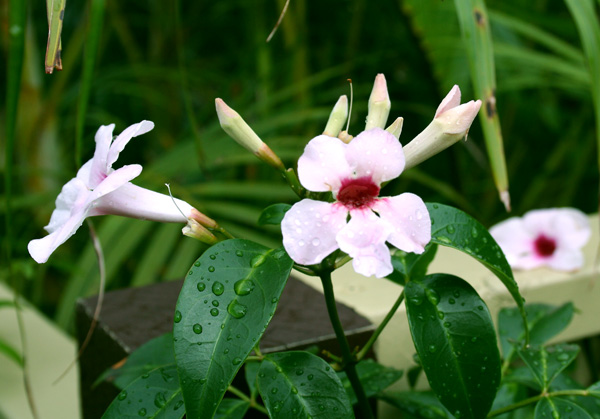 [Image: vine%20flower.jpg]