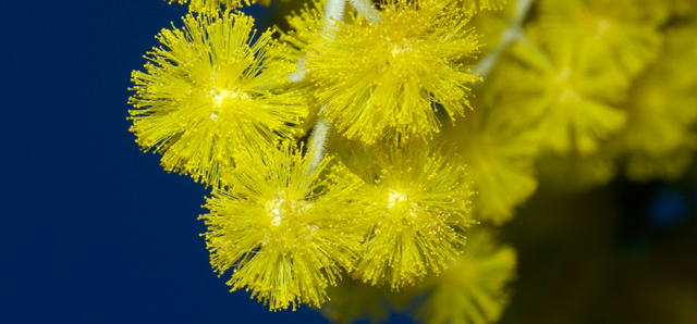 [Image: wattle-sm.jpg]