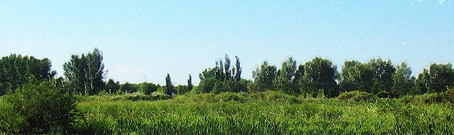 [Image: wildsSM.jpg]