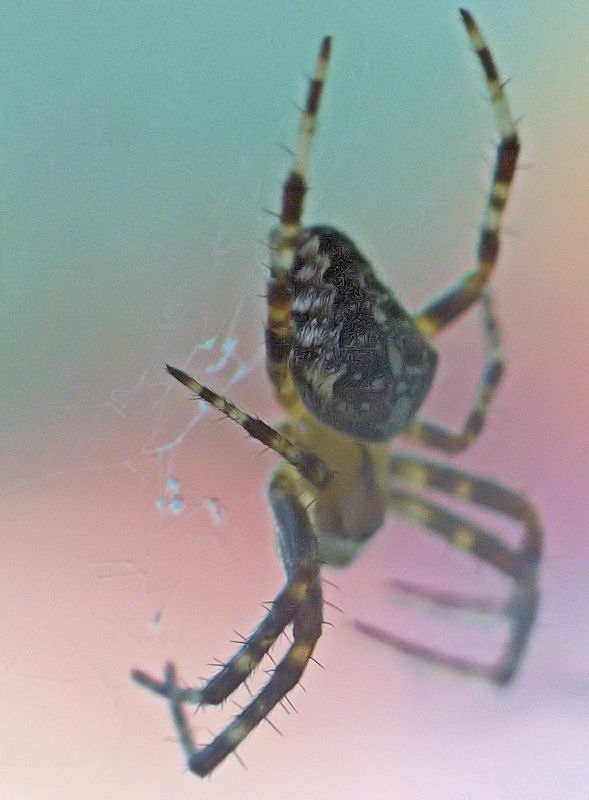 [Image: windowspider2SM.jpg]