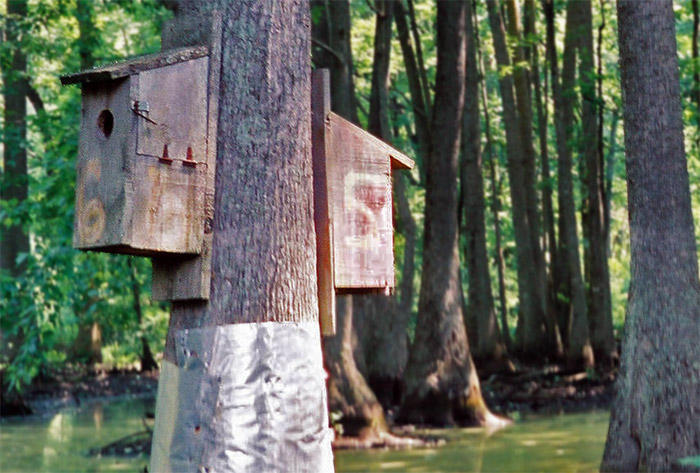 [Image: woodduckboxes3gv-edit.jpg]