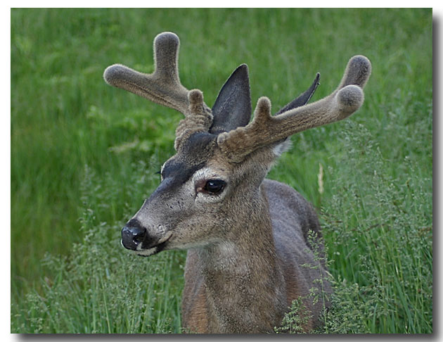 [Image: yosemite%20buck%2001.jpg]