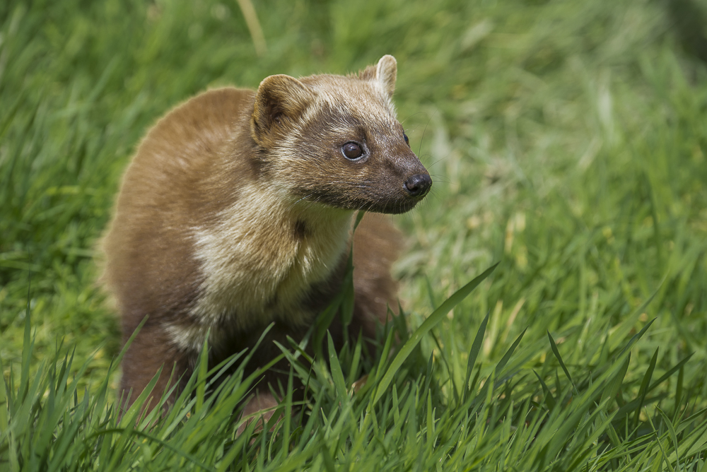 British wildlife mammals