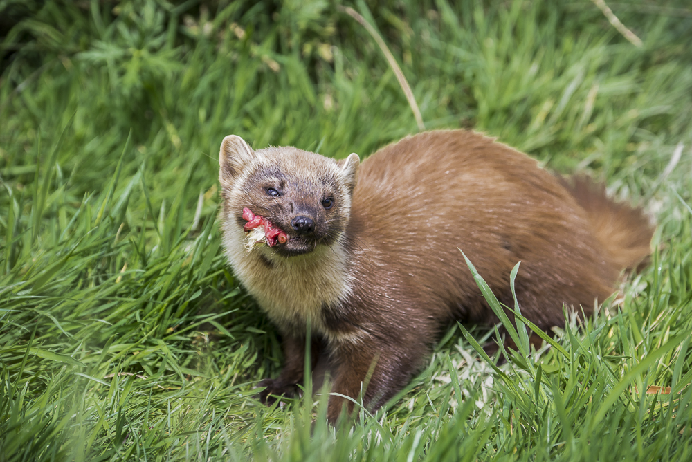 British wildlife mammals