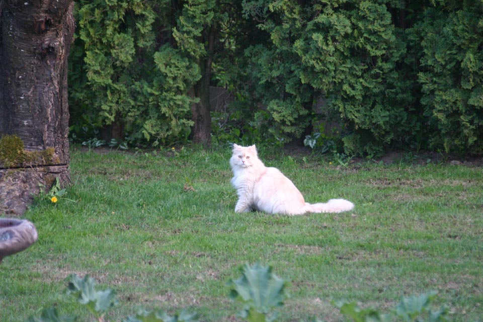 Yard cat