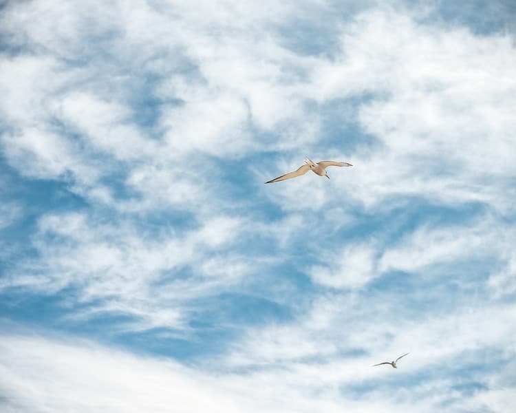 Seagulls in sky