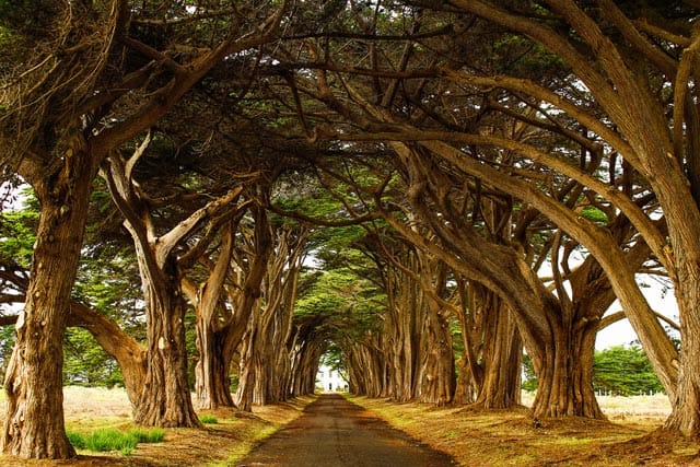 Opt-Cypress-Tree-Tunnel